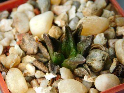 Kaktusy/Sukulenty: Ariocarpus scapharostrus !