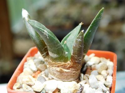 Kaktusy/Sukulenty: Ariocarpus retusus subsp. scapharostroides