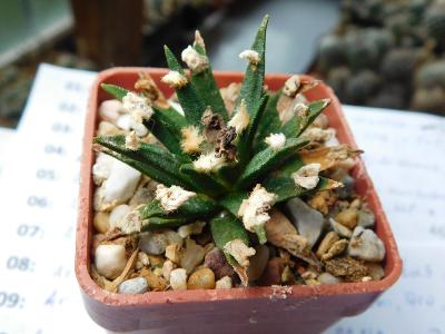 Kaktusy/Sukulenty: Ariocarpus agavoides