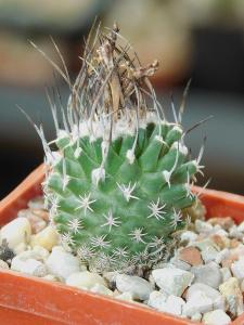 Kaktusy/Sukulenty: Turbinicarpus gracilis