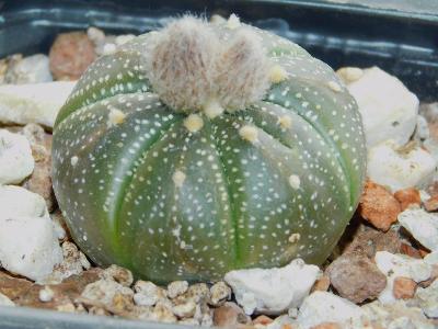 Kaktusy/Sukulenty: Astrophytum asterias