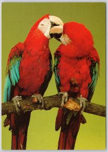 Papagáj - Ara