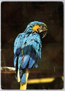 Papagáj - ARARAUNA