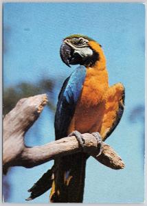Papagáj - ARARAUNA