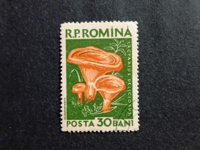 R.P.Romina