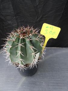 Melocactus permutabilis-pr. 13cm -kaktus na prezimovanie v byte