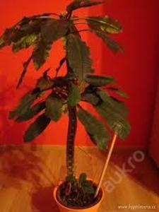 pryšec sukulentní - Euphorbia leuconeura - PLIVNÍK