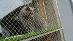 Ochranná síť pro kočky s hliníkovým rámem a umělou - Kočky a potřeby pro chov