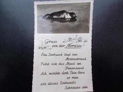 Zvíře savec lachtan tuleň Německo Severní moře báseň říkanka koláž