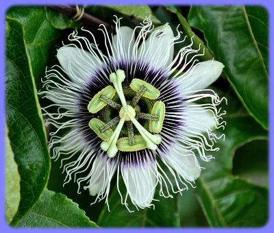 Passiflora edulis - Mučenka jedlá 5 semen