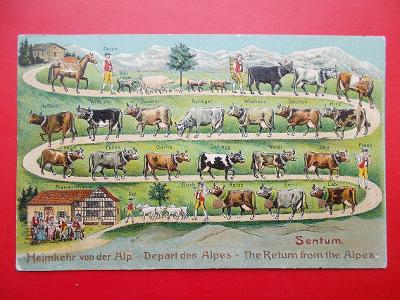 Švýcarsko Alpy Tlačená zlacená litografie dobytek kráva prase žertovná