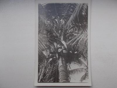 Botanika Flora strom Kokosová palma foceno na Kubě