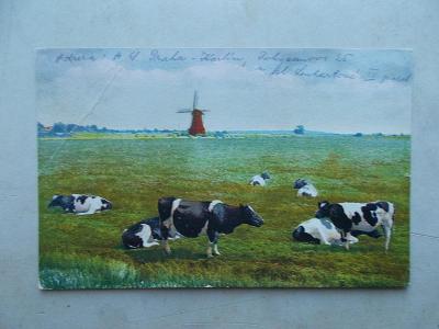 Černostrakatý skot kráva Holandsko větrný mlýn lom rohu 
