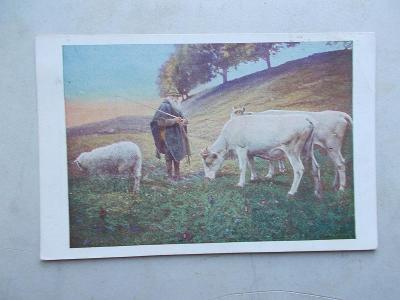 Pohlednice Rakousko pasák pastevec kráva skot ovce dobytek zvíře 