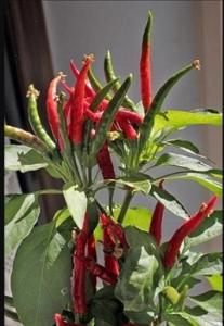 Chilli paprička - Yucatan /Semena