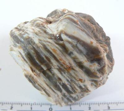 dg13, zkamenělé dřevo
