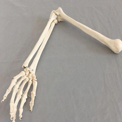 Lidská ruka - model z kostry 1:1, dekorace, divadelní rekvizita