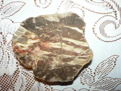zkamenělé dřevo(157)