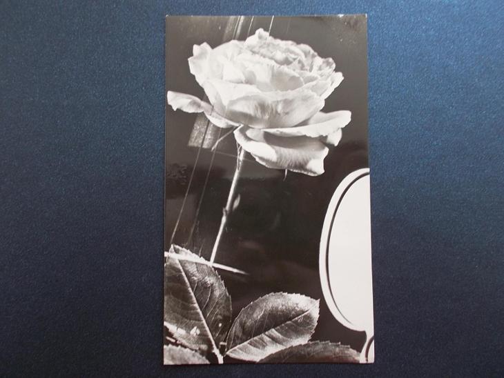 Umělec. pohlednice přání zátiší růže hudební nástroj foto Sirůček - Sběratelství