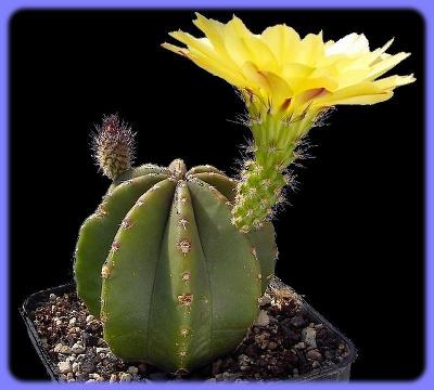 Kaktus Echinocereus subinermis var. luteus 93/1990 - 20 semen