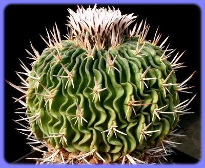 Kaktus Echinofossulocactus pentacanthus - 20 semen