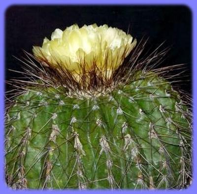 Kaktus Eriocactus nigrispinus - 20 semen