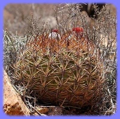 Kaktus Eriosyce ceratistes Fray Jorge - 20 semen