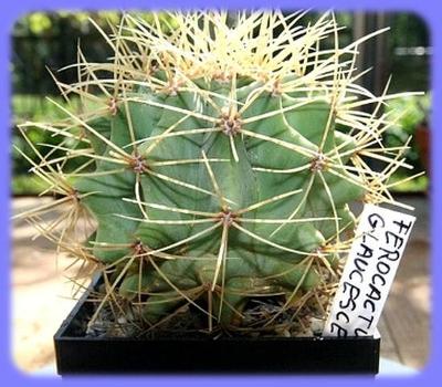 Kaktus Ferocactus glaucescens RS 677 - 20 semen