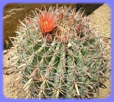 Kaktus Ferocactus peninsulae var. townsendianus Mulég - 20 semen