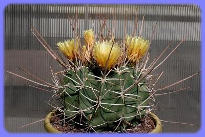 Kaktus Ferocactus rectispinus SB 1700 - 20 semen