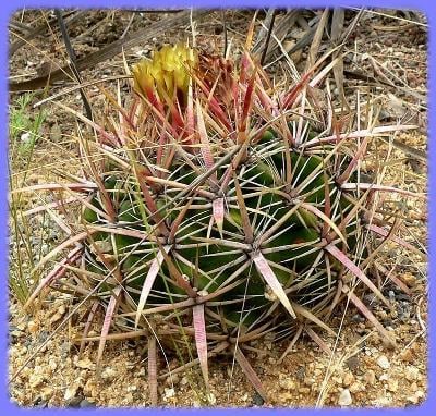 Kaktus Ferocactus viridescens Lázaro Cárdenas - 20 semen