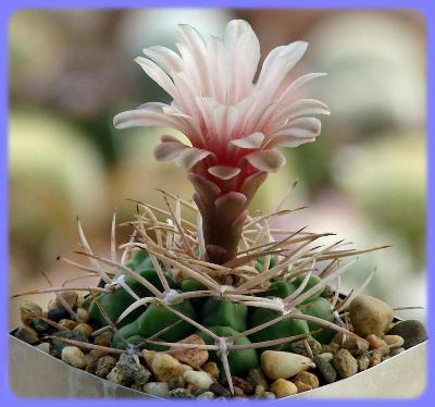 Kaktus Gymnocalycium guanchinense P 226 dlouhé trny - 20 semen