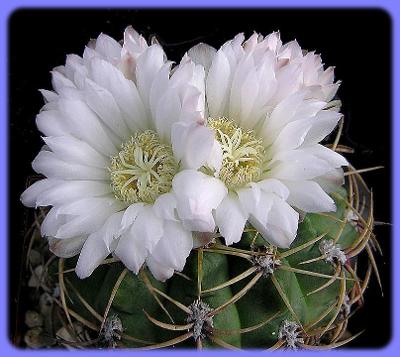 Kaktus Gymnocalycium monvillei JO La Falda Cordoba - 20 semen