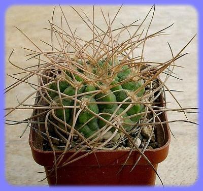 Kaktus Gymnocalycium nidulans f. LF 19 - 20 semen