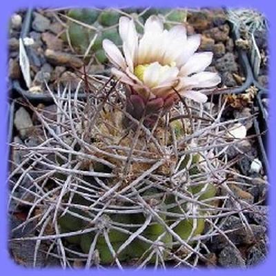 Kaktus Gymnocalycium nigriareolatum LF 72 Cuesta de Portezu - 20 semen