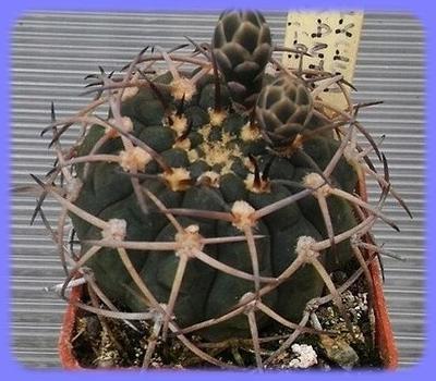 Kaktus Gymnocalycium pugionacanthum LF 27 - 20 semen