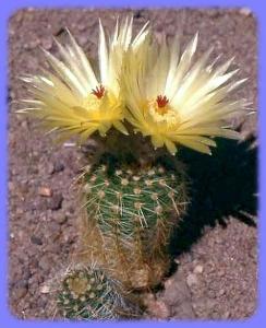 Kaktus Notocactus stockingeri HU 788 - 20 semen