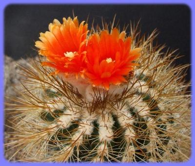 Kaktus Parodia aureicentra - 20 semen