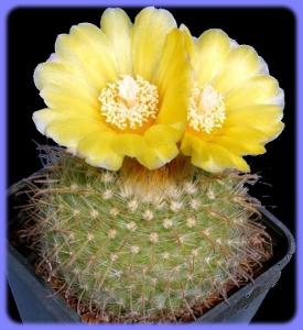 Kaktus Parodia aureispina - 20 semen