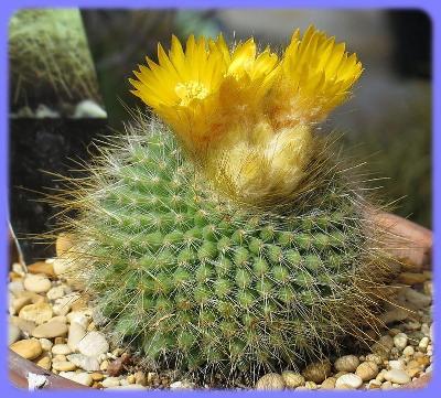 Kaktus Parodia chrysacanthion - 20 semen