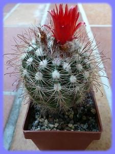 Kaktus Parodia laui - 20 semen