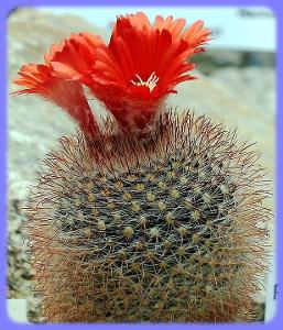 Kaktus Parodia microsperma SE 137 - 20 semen